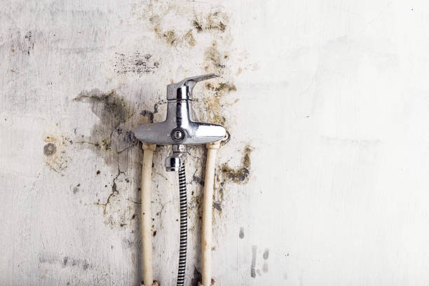 Best Residential Mold Remediation in St Joseph, MO