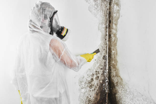 Best HVAC Mold Remediation in St Joseph, MO