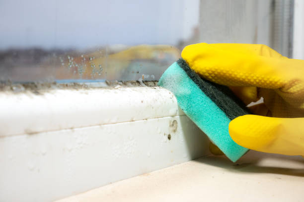 Professional Mold Remediation in St Joseph, MO