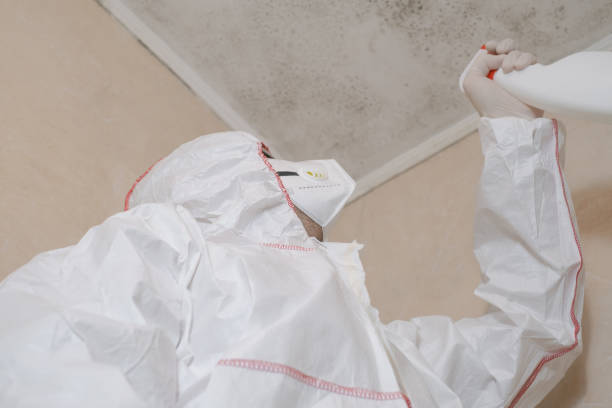 Best Black Mold Remediation in St Joseph, MO